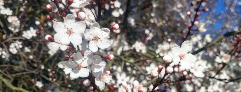 A photo of blossoms on the trees in London in February 2019